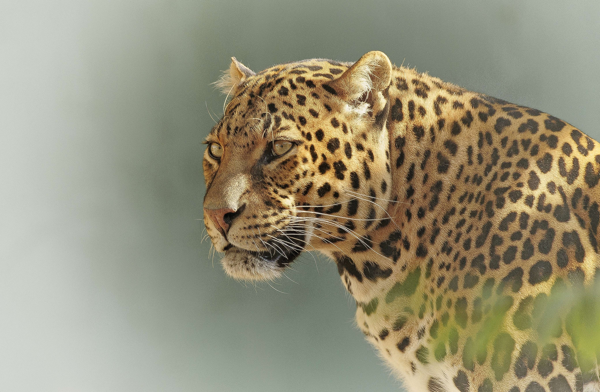 Wild Leopard Outdoors